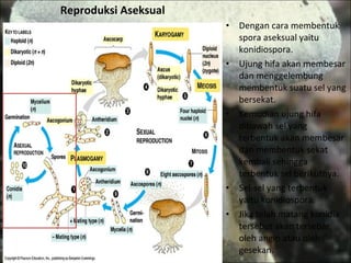 Reproduksi Aseksual Dengan cara membentuk spora aseksual yaitu konidiospora.  Ujung hifa akan membesar dan menggelembung membentuk suatu sel yang bersekat. Kemudian ujung hifa dibawah sel yang terbentuk akan membesar dan membentuk sekat kembali sehingga terbentuk sel berikutnya. Sel-sel yang terbentuk yaitu konidiospora. Jika telah matang konidia tersebut akan tersebar oleh angin atau oleh gesekan. 