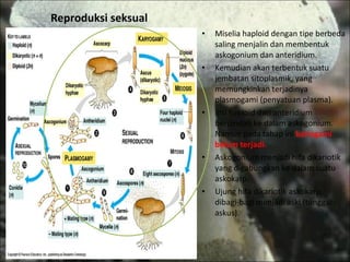 Reproduksi seksual Miselia haploid dengan tipe berbeda saling menjalin dan membentuk askogonium dan anteridium. Kemudian akan terbentuk suatu jembatan sitoplasmik, yang memungkinkan terjadinya plasmogami (penyatuan plasma).  Inti haploid dari anteridium berpindah ke dalam askogonium. Namun pada tahap ini  kariogami belum terjadi. Askogonium menjadi hifa dikariotik yang digabungkan ke dalam suatu askokarp. Ujung hifa dikariotik askokarp dibagi-bagi menjadi aski (tunggal : askus). 