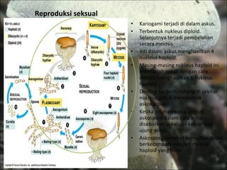 Reproduksi seksual Kariogami terjadi di dalam askus. Terbentuk nukleus diploid. Selanjutnya terjadi pembelahan secara meiosis. Inti dalam askus menghasilkan 4 nukleus haploid. Masing-masing nukleus haploid ini membelah sekali dengan cara mitosis menghasilkan 8 nukleus haploid. Dinding sel berkembang di sekitar nukleus untuk membentuk askokarpus. Ketika telah dewasa, semua askospora dalam satu askus disebarkan sekaligus keluar dari ujung askus. Askospora tersebut kemudian dapat berkecambah menjadi miselia haploid yang baru. 
