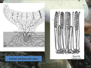 Gambar Askokarp dan askus 