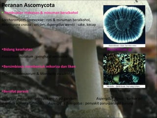 Peranan Ascomycota Pembuatan makanan & minuman beralkohol Saccharomyces cereviceae  : roti & minuman beralkohol,  Neurospora crassa  : oncom,  Aspergillus wentii  : sake, kecap Bidang kesehatan Penicillium notatum :  penghasil antibiotik Bersimbiosis membentuk mikoriza dan liken Tuber melanosporum  &  Morchella esculenta Bersifat parasit Claviceps purpurea  : penyakit ergot pd gandum  Aspergillus flavus  : kanker pd manusia (racun aflatoksin)  Aspergillus fumigatus  : penyakit paru-paru pd burung Penicillium sp Morchella sp 