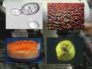 Venturia inaequalis Nectria cinnabarina Saccharomyces cereviceae Neurospora crassa 