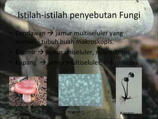 Istilah-istilah penyebutan Fungi Cendawan    jamur multiseluler yang memiliki tubuh buah makroskopis. Khamir    jamur uniseluler, mikroskopis. Kapang    jamur multiseluler, mikroskopis. Cendawan  Khamir  Kapang  