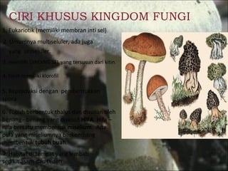 1. Eukariotik (memiliki membran inti sel) 2. Umumnya multiseluler, ada juga yang  uniseluler. 5. Reproduksi dengan  pembentukkan spora 6. Tubuh berbentuk thalus dan disusun oleh benang –benang yang disebut  HIFA . Hifa – hifa bersatu membentuk  miselium .  Ada pula yang miseliumnya berkembang membentuk  tubuh buah . 7. Habitat di tempat yang lembab, sedikit asam dan teduh CIRI KHUSUS KINGDOM FUNGI 3. memiliki DINDING SEL yang tersusun dari kitin. 4. tidak memiliki klorofil 