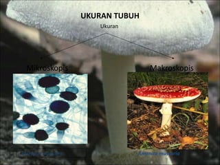 UKURAN TUBUH Ukuran  Mikroskopis  Makroskopis Rhizopus nigricans Amanita muscaria 