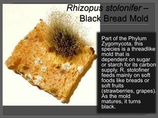Part of the Phylum
Zygomycota, this
species is a threadlike
mold that is
dependent on sugar
or starch for its carbon
supply. R. stolofiner
feeds mainly on soft
foods like breads or
soft fruits
(strawberries, grapes).
As the mold
matures, it turns
black.
 