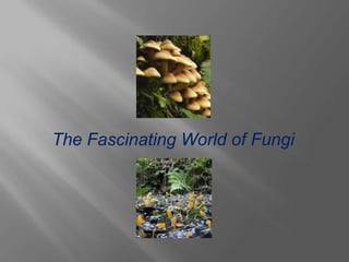 The Fascinating World of Fungi
 