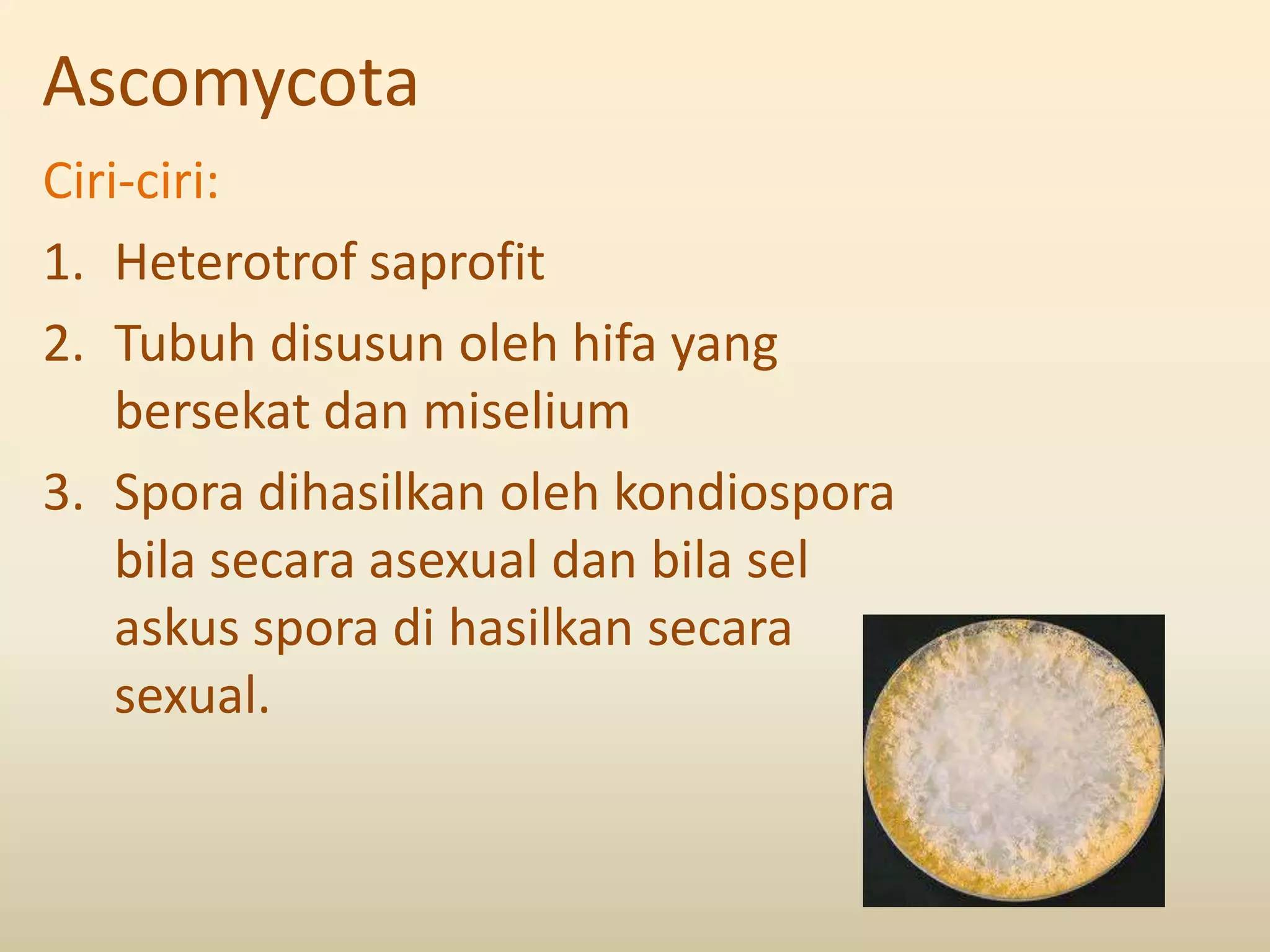 Ascomycota
Ciri-ciri:
1. Heterotrof saprofit
2. Tubuh disusun oleh hifa yang
    bersekat dan miselium
3. Spora dihasilkan oleh kondiospora
    bila secara asexual dan bila sel
    askus spora di hasilkan secara
    sexual.
 