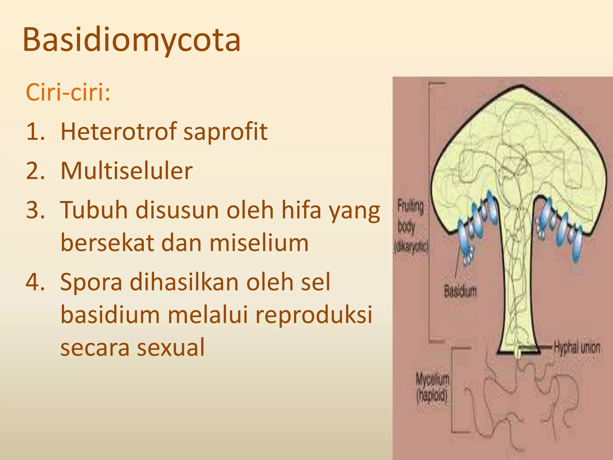 Basidiomycota
Ciri-ciri:
1. Heterotrof saprofit
2. Multiseluler
3. Tubuh disusun oleh hifa yang
    bersekat dan miselium
4. Spora dihasilkan oleh sel
    basidium melalui reproduksi
    secara sexual
 