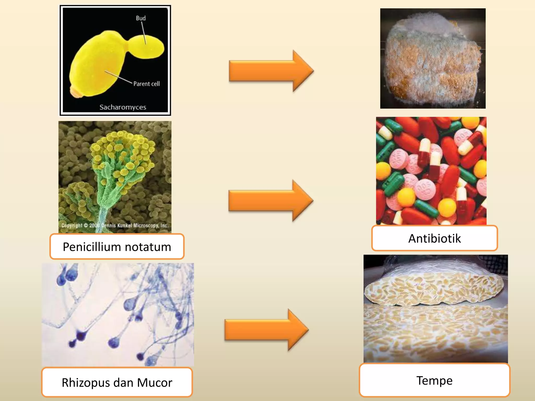 Antibiotik
Penicillium notatum




Rhizopus dan Mucor     Tempe
 