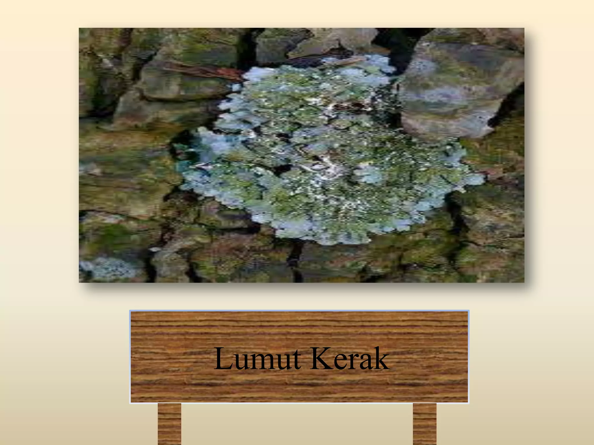 Lumut Kerak
 