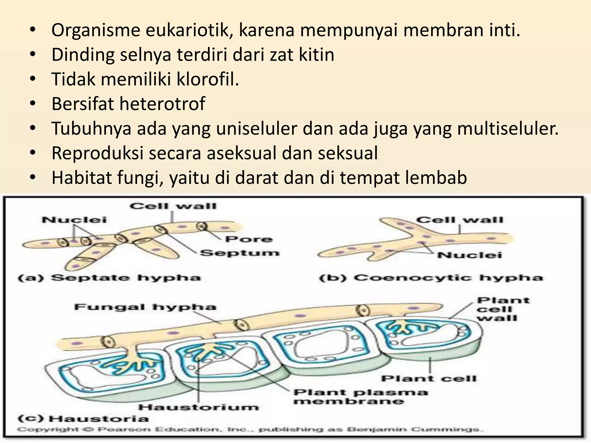 •   Organisme eukariotik, karena mempunyai membran inti.
•   Dinding selnya terdiri dari zat kitin
•   Tidak memiliki klorofil.
•   Bersifat heterotrof
•   Tubuhnya ada yang uniseluler dan ada juga yang multiseluler.
•   Reproduksi secara aseksual dan seksual
•   Habitat fungi, yaitu di darat dan di tempat lembab
 