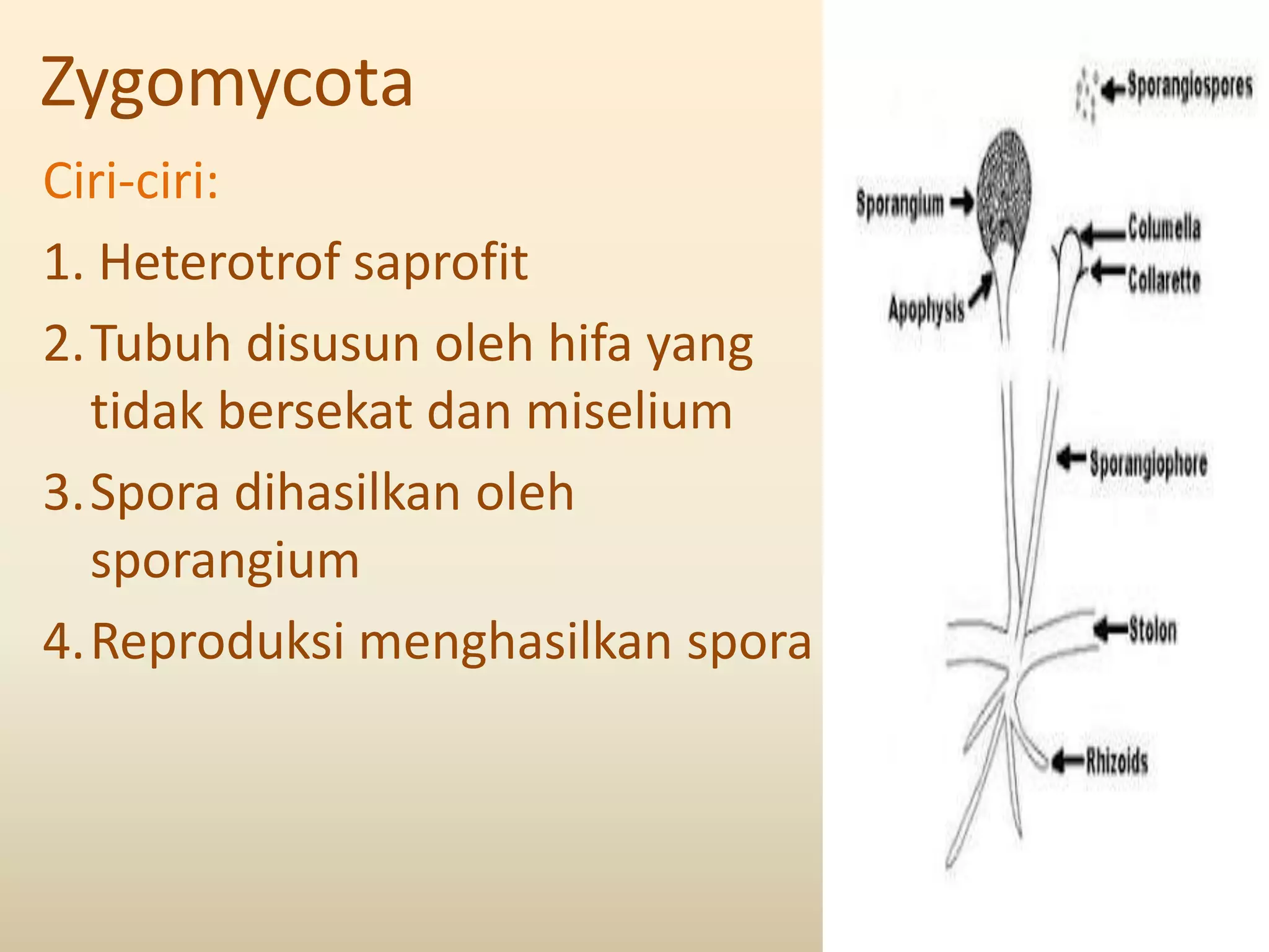 Zygomycota
Ciri-ciri:
1. Heterotrof saprofit
2.Tubuh disusun oleh hifa yang
  tidak bersekat dan miselium
3.Spora dihasilkan oleh
  sporangium
4.Reproduksi menghasilkan spora
 