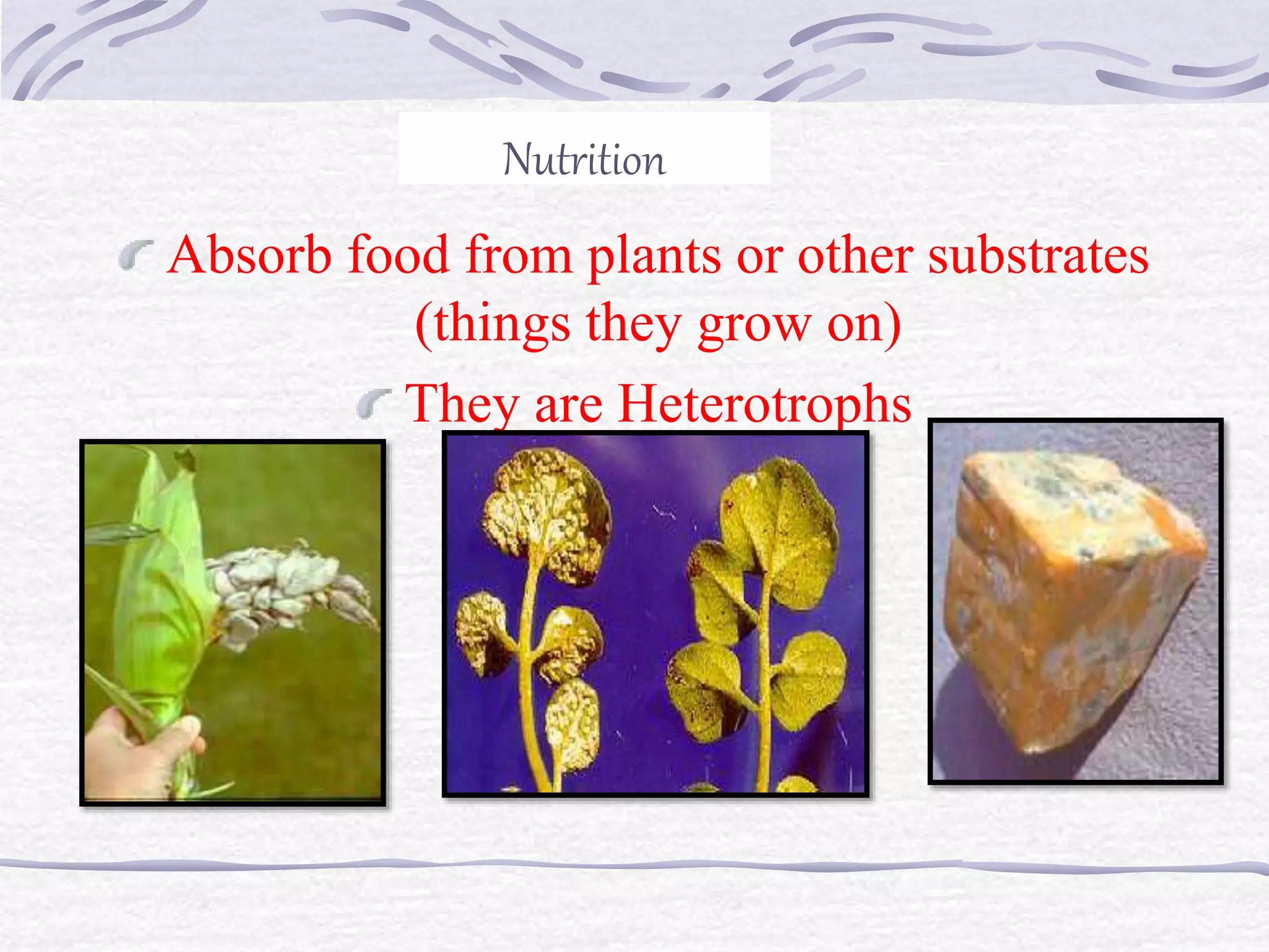General Characteristics & Classification of Fungi | PPT