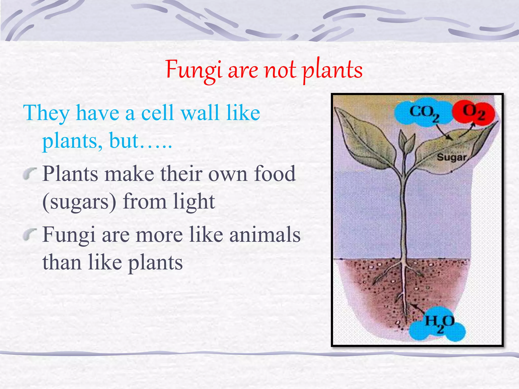 General Characteristics & Classification of Fungi | PPT