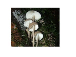 Fungi presentation