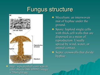 Fungi Project[1] | PPT