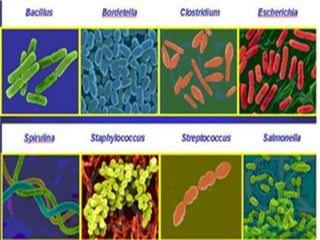 Fungi, Protists and Bacteria