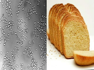 Fungi, Protists and Bacteria