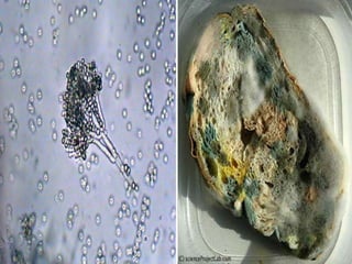 Fungi, Protists and Bacteria