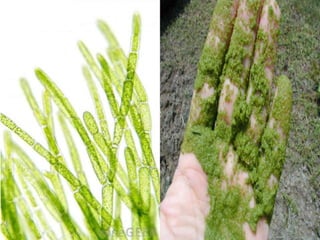 Fungi, Protists and Bacteria