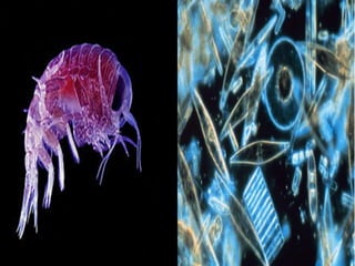 Fungi, Protists and Bacteria