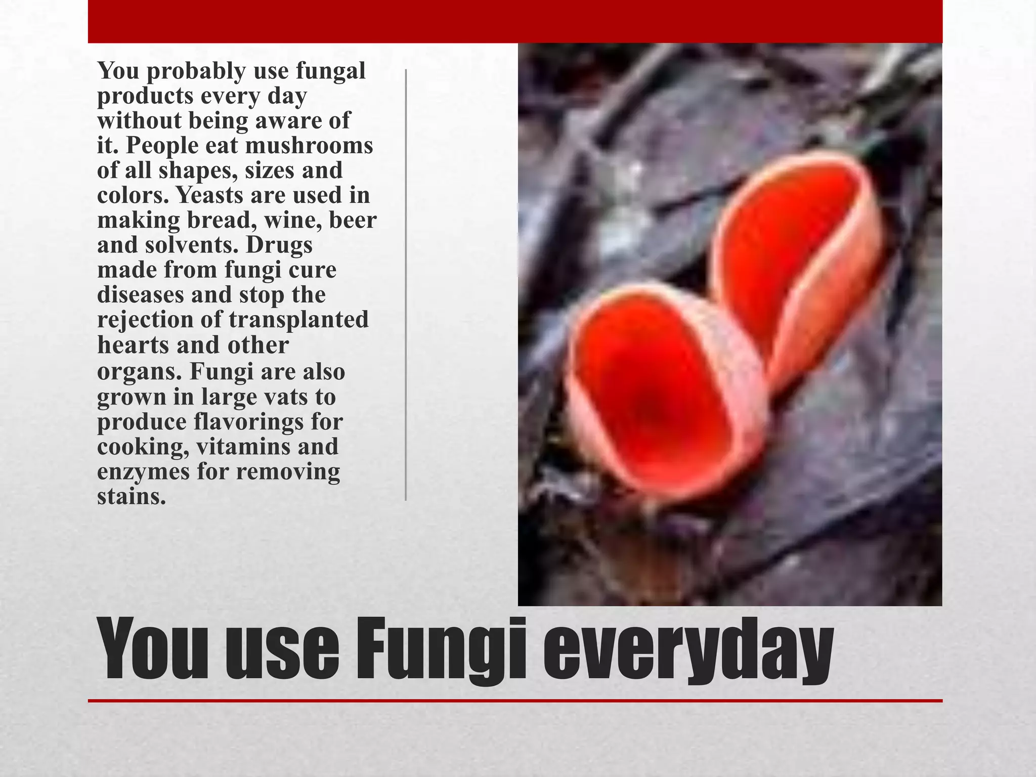You probably use fungal
products every day
without being aware of
it. People eat mushrooms
of all shapes, sizes and
colors. Yeasts are used in
making bread, wine, beer
and solvents. Drugs
made from fungi cure
diseases and stop the
rejection of transplanted
hearts and other
organs. Fungi are also
grown in large vats to
produce flavorings for
cooking, vitamins and
enzymes for removing
stains.




You use Fungi everyday
 