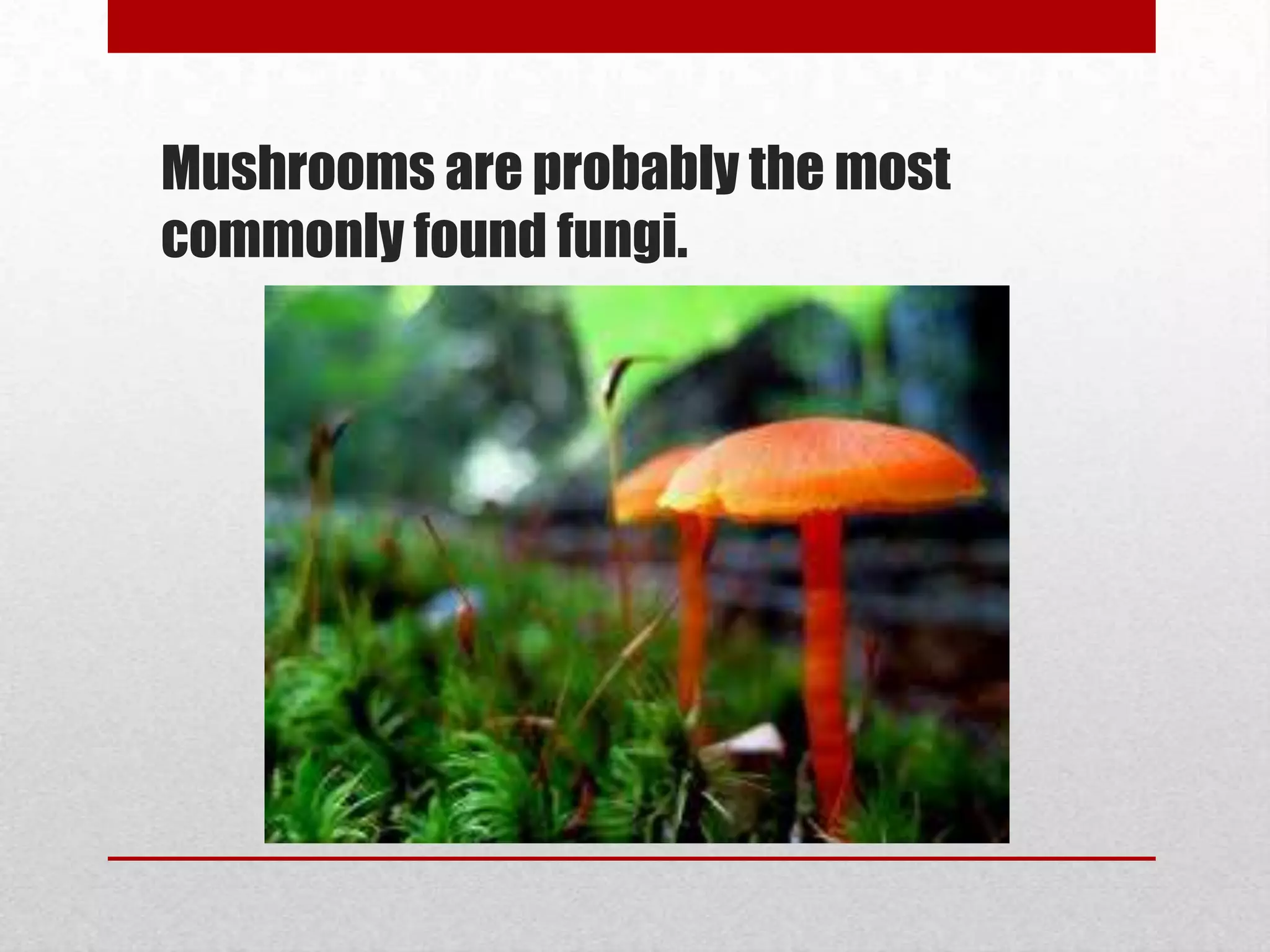 Mushrooms are probably the most
commonly found fungi.
 