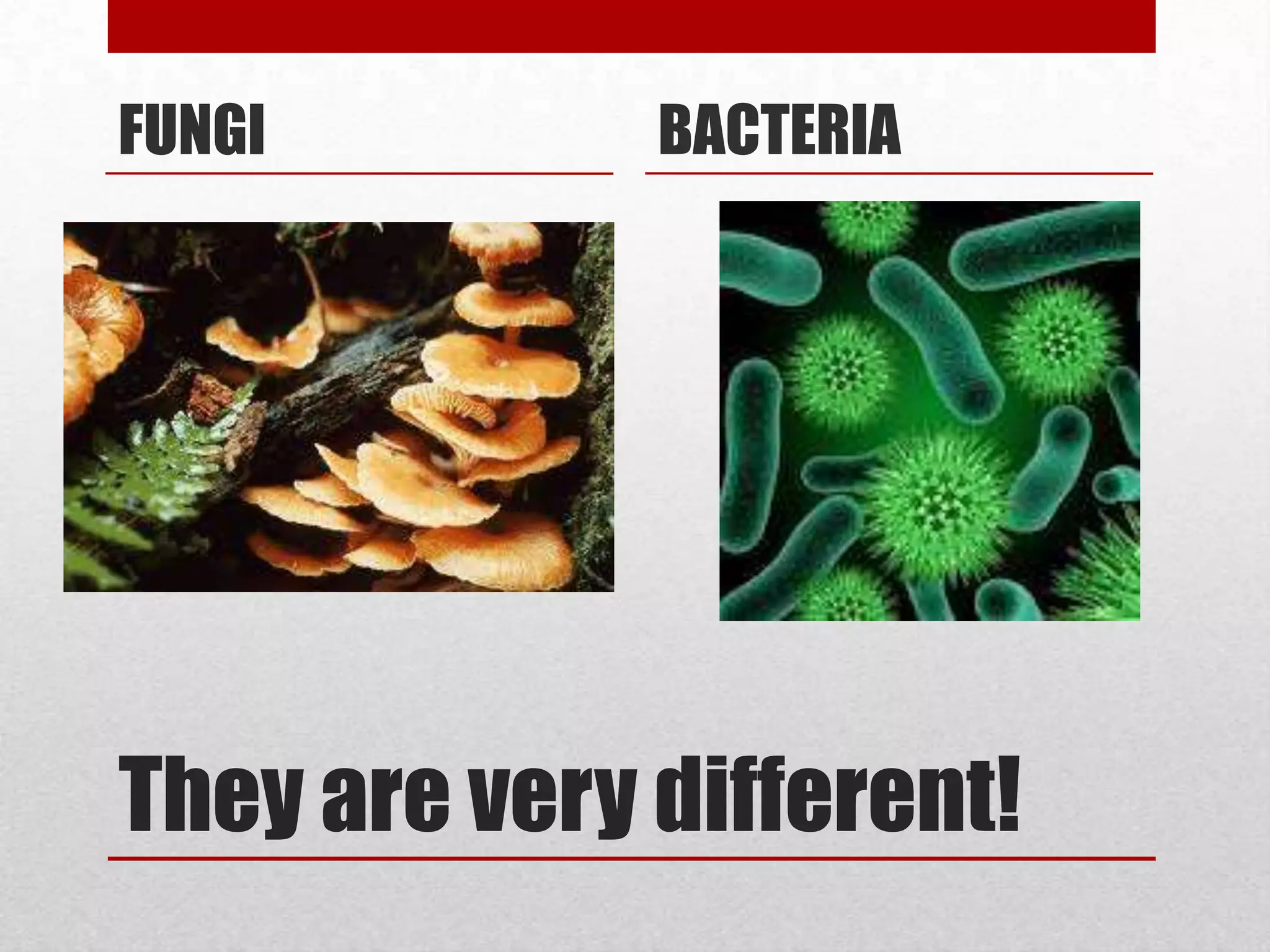 FUNGI         BACTERIA




They are very different!
 