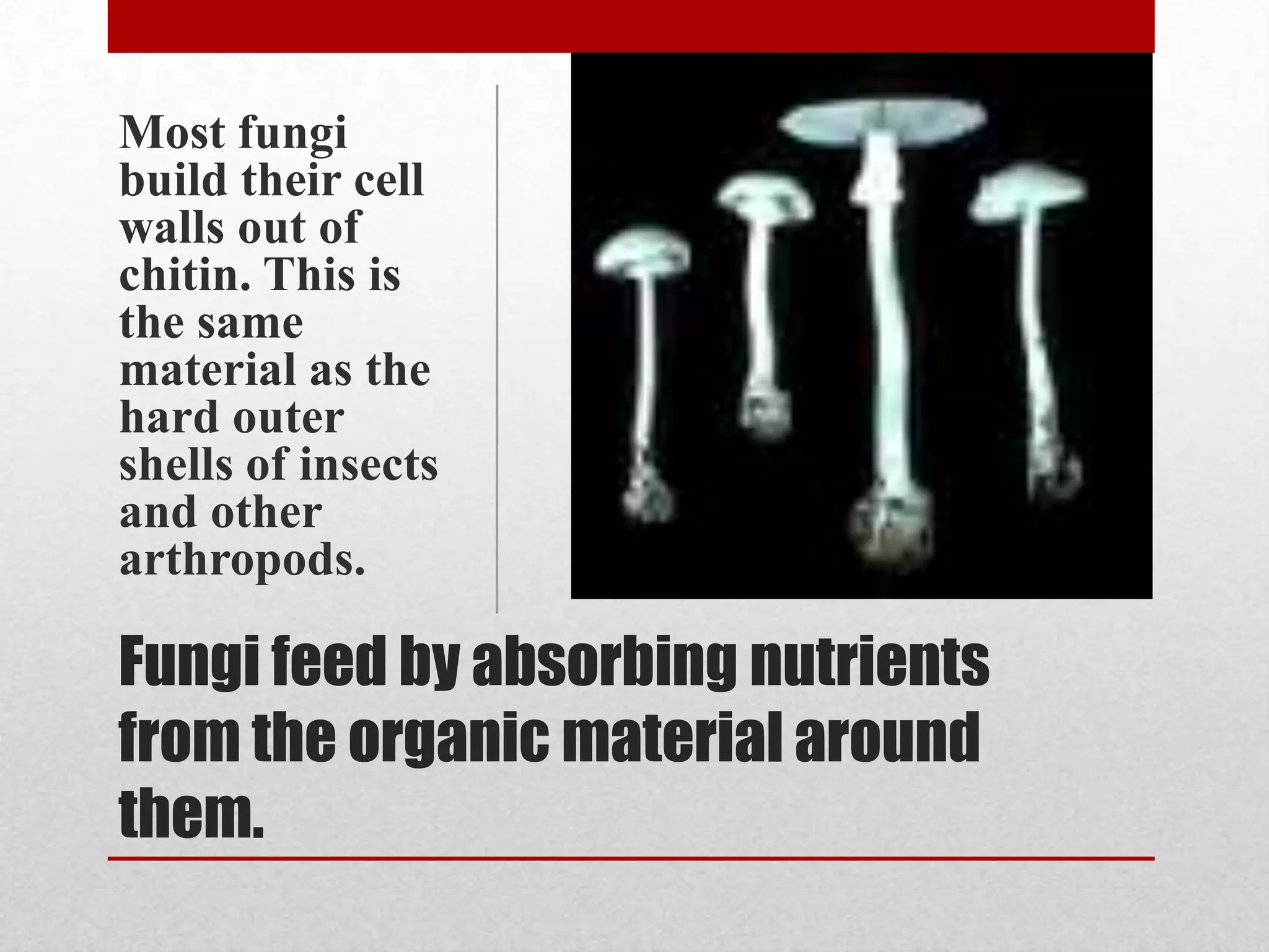 Most fungi
build their cell
walls out of
chitin. This is
the same
material as the
hard outer
shells of insects
and other
arthropods.

Fungi feed by absorbing nutrients
from the organic material around
them.
 
