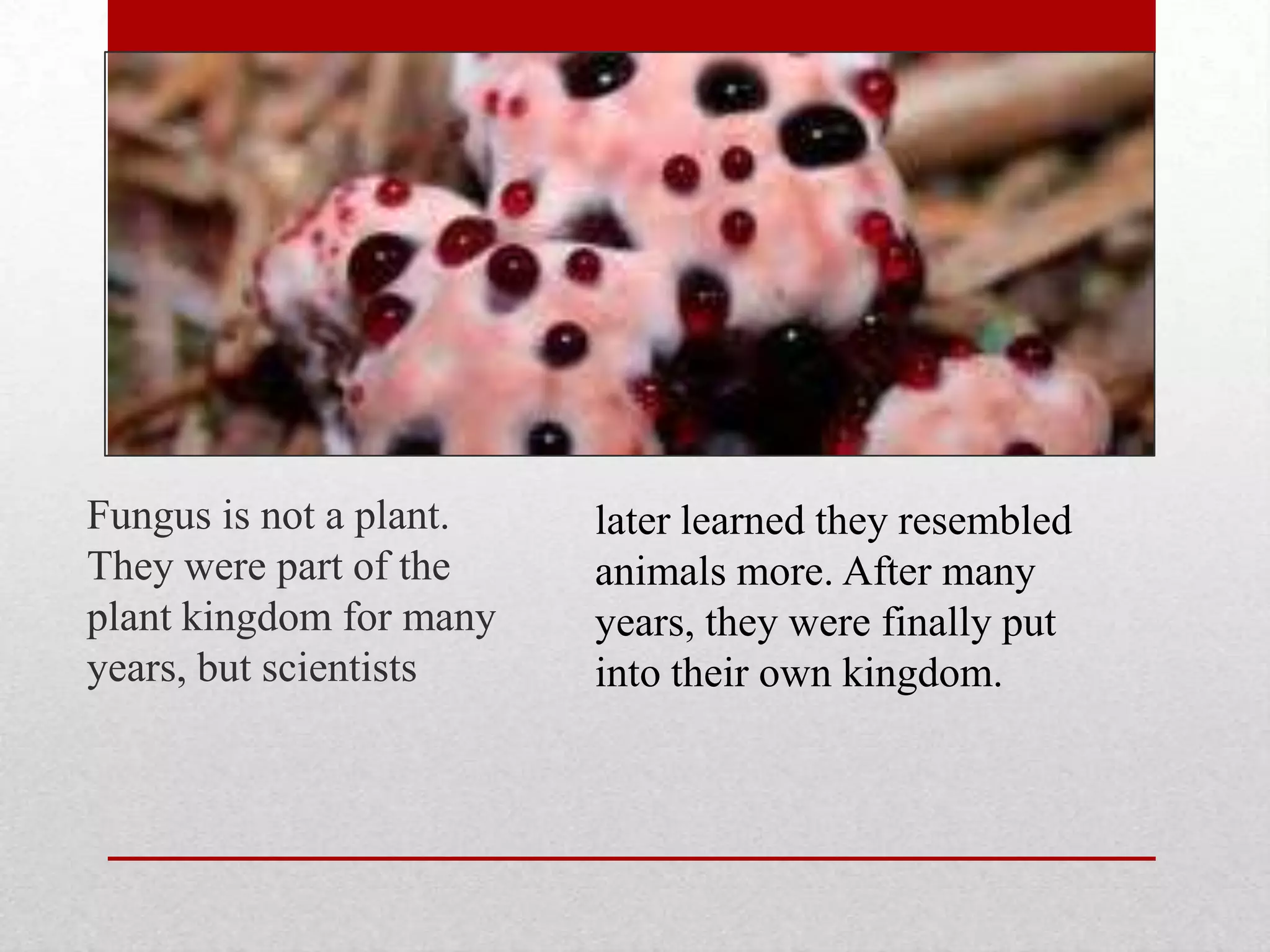 Not a Plant



Fungus is not a plant.   later learned they resembled
They were part of the    animals more. After many
plant kingdom for many   years, they were finally put
years, but scientists    into their own kingdom.
 