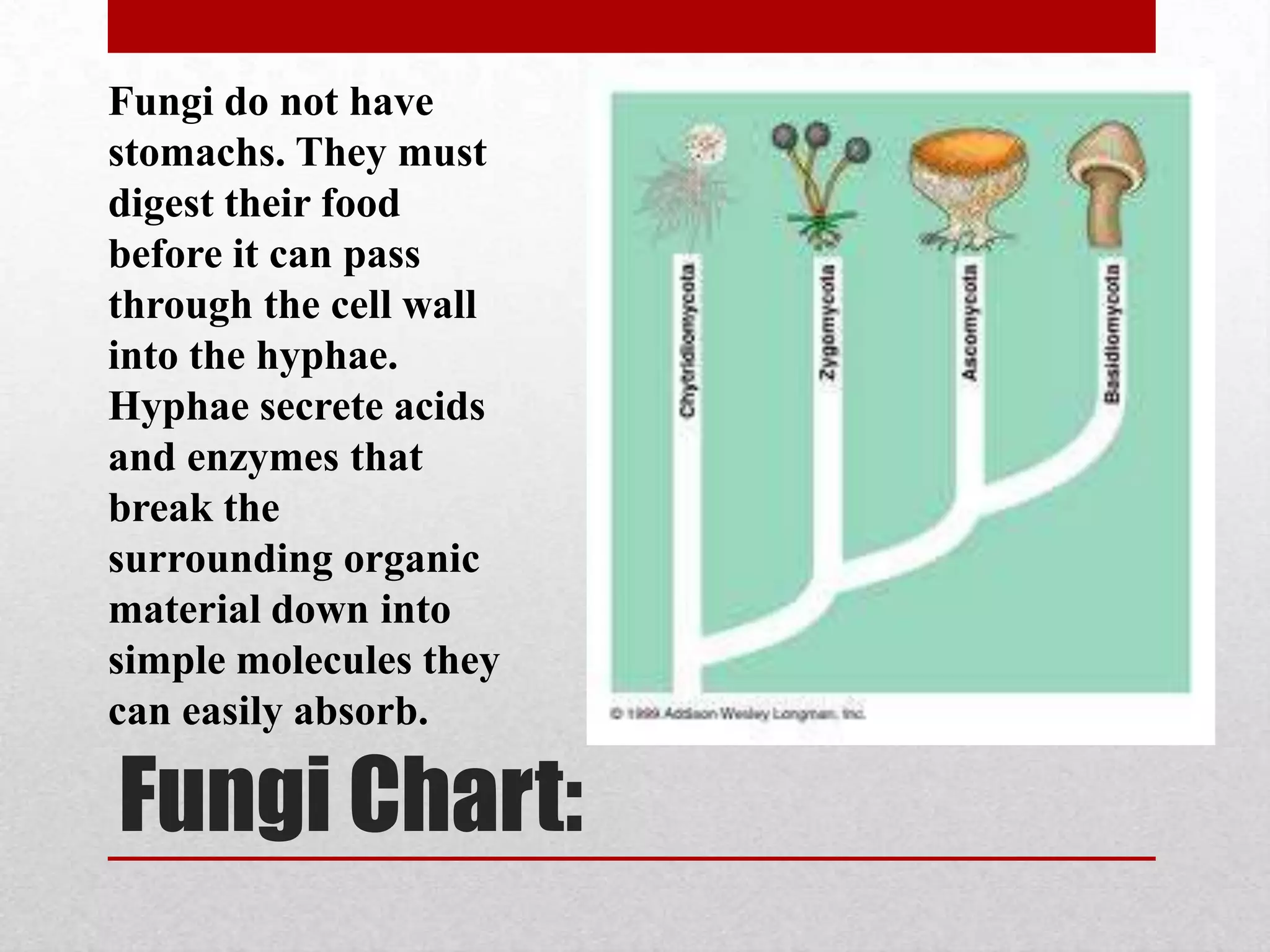 Fungi do not have
stomachs. They must
digest their food
before it can pass
through the cell wall
into the hyphae.
Hyphae secrete acids
and enzymes that
break the
surrounding organic
material down into
simple molecules they
can easily absorb.

Fungi Chart:
 