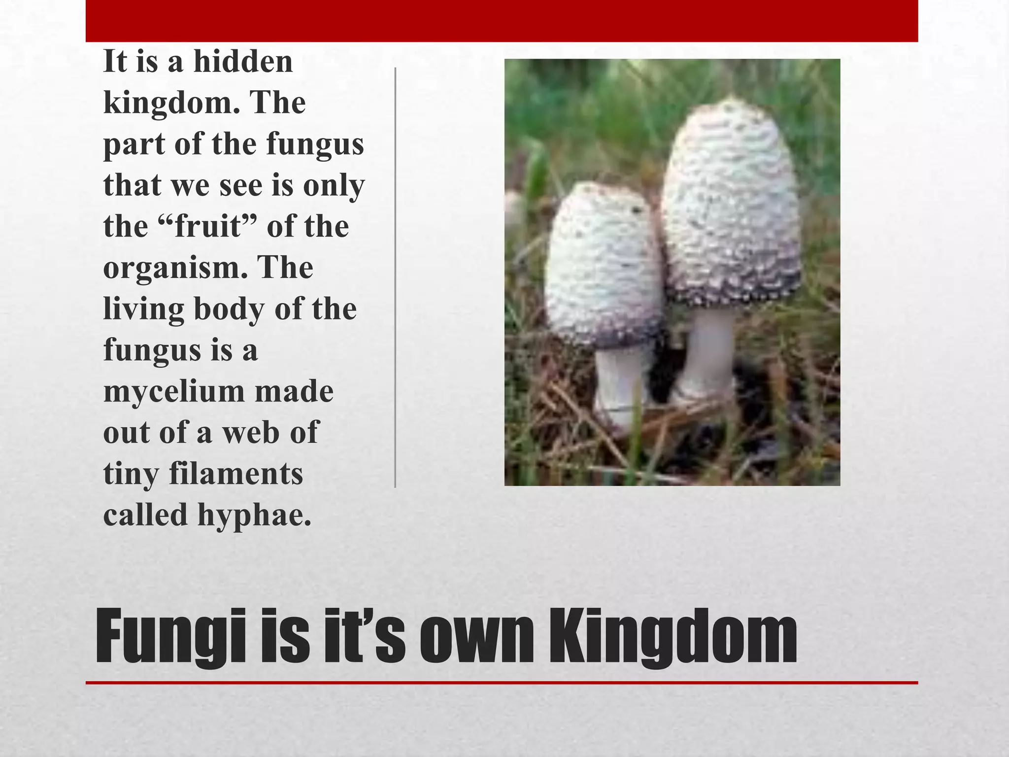 It is a hidden
kingdom. The
part of the fungus
that we see is only
the “fruit” of the
organism. The
living body of the
fungus is a
mycelium made
out of a web of
tiny filaments
called hyphae.


Fungi is it’s own Kingdom
 