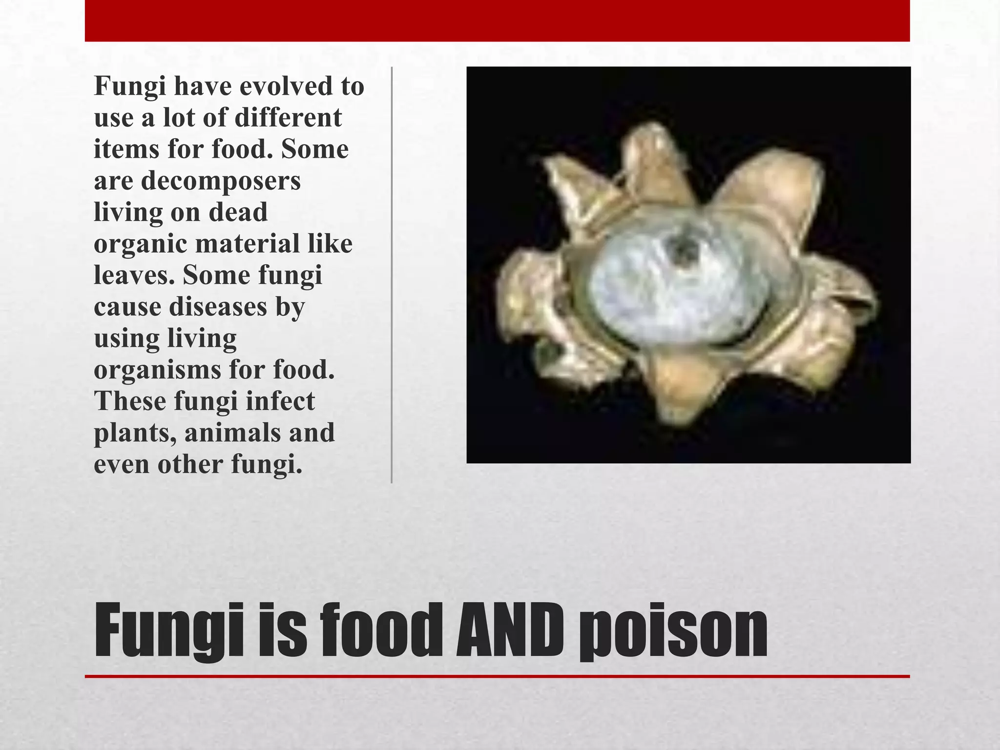 Fungi have evolved to
use a lot of different
items for food. Some
are decomposers
living on dead
organic material like
leaves. Some fungi
cause diseases by
using living
organisms for food.
These fungi infect
plants, animals and
even other fungi.




Fungi is food AND poison
 