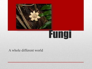 Fungi
A whole different world
 