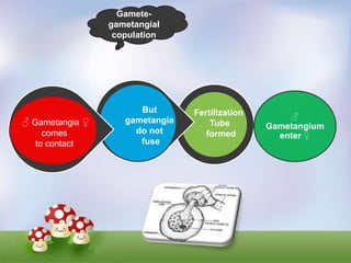 Fungi reproduction | PPTX