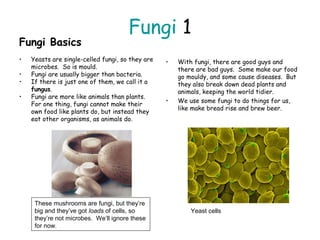 Fungi 1
Fungi Basics
• Yeasts are single-celled fungi, so they are
microbes. So is mould.
• Fungi are usually bigger than bacteria.
• If there is just one of them, we call it a
fungus.
• Fungi are more like animals than plants.
For one thing, fungi cannot make their
own food like plants do, but instead they
eat other organisms, as animals do.
• With fungi, there are good guys and
there are bad guys. Some make our food
go mouldy, and some cause diseases. But
they also break down dead plants and
animals, keeping the world tidier.
• We use some fungi to do things for us,
like make bread rise and brew beer.
These mushrooms are fungi, but they’re
big and they’ve got loads of cells, so
they’re not microbes. We’ll ignore these
for now.
Yeast cells
 