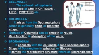  CELL-WALL :
The cell-wall of hyphae is
composed of CHITIN CHITOSAN ,
LIPID , PROTEINS etc.
 COLUMELLA :
It arises from the Sporangiophore
which is generally dome or Umbrella-
shape .
 Surface of Columella can be smooth or rough.
 Main function is absorption of the water.
 SPORANGIUM :
It connects with the columella & long sporangiophore.
 Shape of Sporangium is spherical or Globose.
 It carries the reproductive structure refers as Sporangiospore.
 