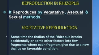 REPRODUCTION IN RHIZOPUS
 It Reproduces by Vegetative , Asexual &
Sexual methods.
VEGETATIVE REPRODUCTION
• Some time the thallus of the Rhizopus breaks
accidentally or some other factors into few
fragments where each fragment give rise to a new
thallus on favorable condition.
 