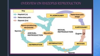 OVERVIEW ON RHIZOPUS REPRODUCTION
 