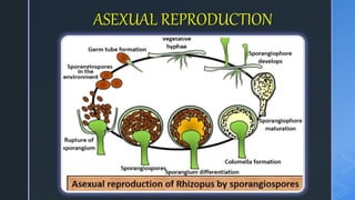 ASEXUAL REPRODUCTION
 
