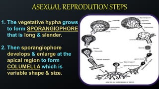 ASEXUAL REPRODUTION STEPS
1. The vegetative hypha grows
to form SPORANGIOPHORE
that is long & slender.
2. Then sporangiophore
develops & enlarge at the
apical region to form
COLUMELLA which is
variable shape & size.
 