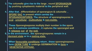 3. The columella give rise to the large , round SPORANGIUM
by pushing cytoplasmic material to the peripheral wall.
4. After that , differentiation of sporangium & columella ,
SPORE SAC is present which carries the
SPORANGIOSPORES. The structure of sporangiospores is
oval , unicellular , multicellular & non-motile.
5. These Sporangiospores multiply their number in the spore
sac & in extreme conditions , it ruptures the sporangial wall
& releases out of the wall.
6. In the environment , the sporangiospores remain in a
dormant state or in a resting state.
7. When favourable conditions return , these sporangiospores
form GERM TUBE & undergo GERMINATION to form a
VEGETATIVE HYPHAE.
 