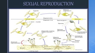 SEXUAL REPRODUCTION
 