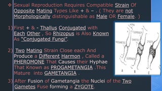  Sexual Reproduction Requires Compatible Strain Of
Opposite Mating Types Like + & – . ( They are not
Morphologically distinguishable as Male OR Female. )
1) First + & - Thallus Conjugated with
Each Other , So Rhizopus is Also Known
As “Conjugated Fungi”.
2) Two Mating Strain Close each And
Produce a Different Harmon , Called a
PHEROMONE That Causes their Hyphae
That Known as PROGAMETANGIA .This
Mature into GAMETANGIA .
3) After Fusion of Gametangia the Nuclei of the Two
Gametes Fuse forming a ZYGOTE.
 