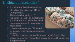 1) Rhizopus stolonifer :
• R. stolonifer first discovered by
Christian Gottfried in 1818 as
R. nigricans .
• The name change by J. P.
vuillemin in 1902 as R. stolonifer.
• R. stolonifer is a threadlike mold.
• Common name of R. stolonifer is
bread mold .
• It is depend on sugar OR starch
for its source of carbon substances
for food.
• It use food matter , generally breads or soft fruits , like
grapes or strawberry as a food source for growth , nutrition
& reproduction .
 