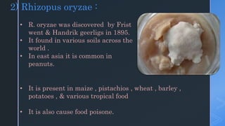 2) Rhizopus oryzae :
• R. oryzae was discovered by Frist
went & Handrik geerligs in 1895.
• It found in various soils across the
world .
• In east asia it is common in
peanuts.
• It is present in maize , pistachios , wheat , barley ,
potatoes , & various tropical food
• It is also cause food poisone.
 