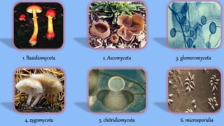 1. Basidiomycota 2. Ascomycota 3. glomeromycota
4. zygomycota 5. chitridiomycota 6. microsporidia
 