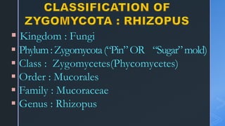  Kingdom : Fungi
 Phylum:Zygomycota(“Pin”OR “Sugar”mold)
 Class : Zygomycetes(Phycomycetes)
 Order : Mucorales
 Family : Mucoraceae
 Genus : Rhizopus
 