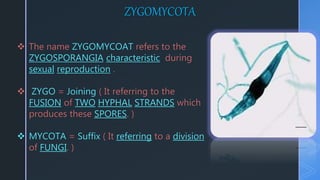 ZYGOMYCOTA
 The name ZYGOMYCOAT refers to the
ZYGOSPORANGIA characteristic during
sexual reproduction .
 ZYGO = Joining ( It referring to the
FUSION of TWO HYPHAL STRANDS which
produces these SPORES. )
 MYCOTA = Suffix ( It referring to a division
of FUNGI. )
 